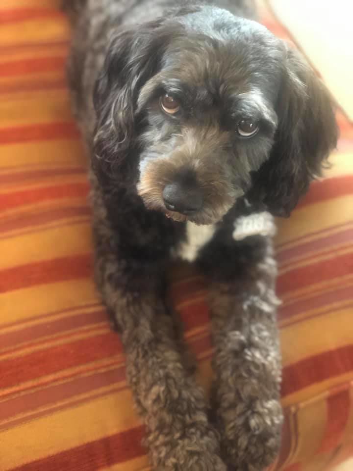 Gus, submitted by Beth Reeser